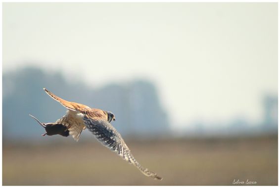 silviosarco en Hamelin: Fauna  (Buenos Aires), Falco sparverius Linnaeus, 1758, #haconcito colorado # aves de Argentina #cazando roedores #aves de los told...