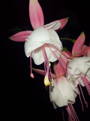 Kevinmondragon998 en Hamelin: Flora  (Montenegro), #Flower
