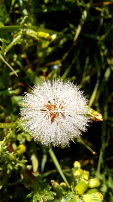 Corina en Hamelin: Flora  (Vitoria), Senecio vulgaris, #flora21, #dientedeleon 