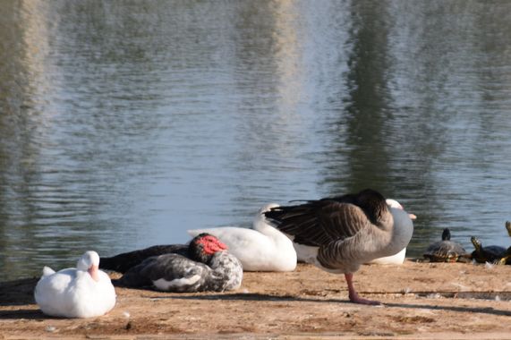 Solerantonio2 en Hamelin: Fauna  (Almería), Ave