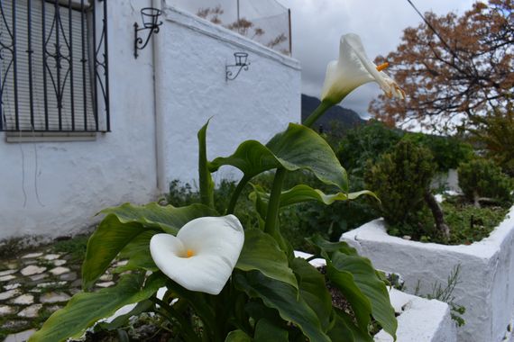 Solerantonio2 en Hamelin: Flora  (Córdoba), Zantedeschia aethiopica, Planta