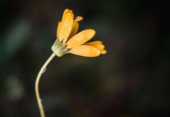 Mauricastro en Hamelin: Flora  (Concepción), #flor 