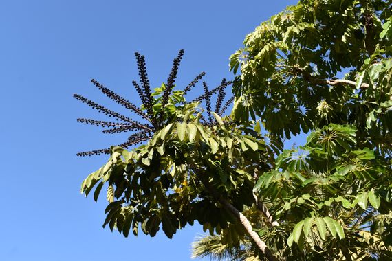 Solerantonio2 en Hamelin: Flora  (Motril), Planta