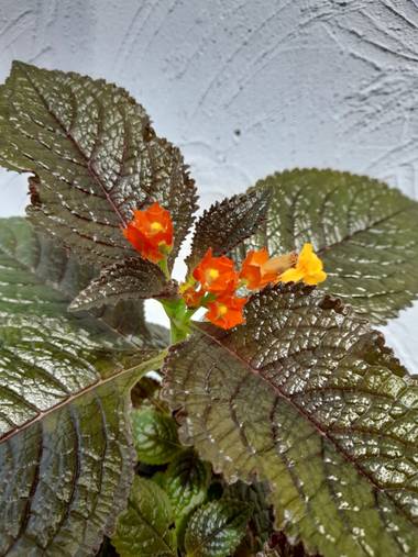 arellanaconny en Hamelin: Flora  (Villa Country), Chrysothemis pulchella, De mi Jardín #hamenlin 
