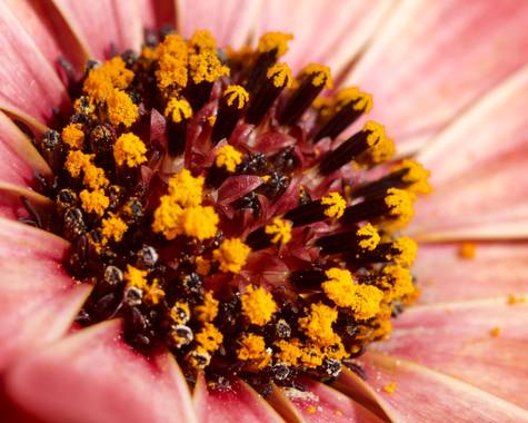 ralphlagarillo en Hamelin: Flora  (Spain), #flora21 