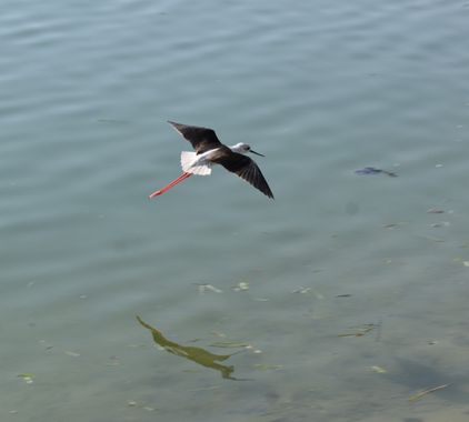 Solerantonio2 en Hamelin: Fauna  (Almería), Himantopus himantopus (Linnaeus, 1758), Cigüeña comun