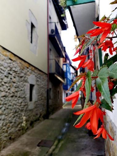 Terapiasmanuales en Hamelin: Flora  (Madrid), Begonia boliviensis, #
