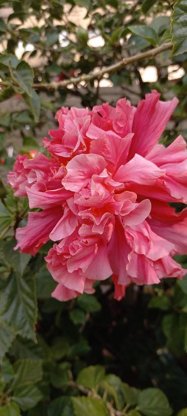 yuncoza_avsr en Hamelin: Flora  (Santiago), .