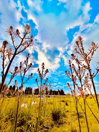 Clari Montal en Hamelin: Flora  (Palma), Paseo de primavera - 2023