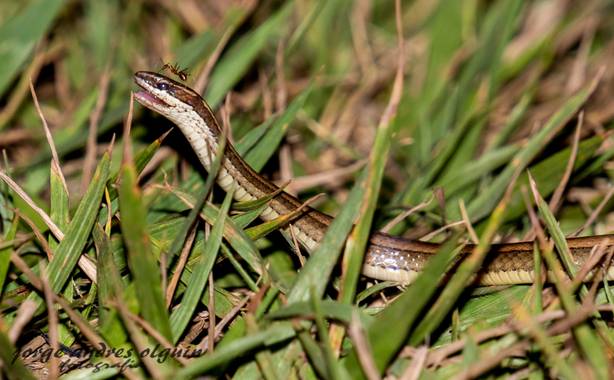 Olguin.jao en Hamelin: Fauna  (Tres Valles), La lagartijera (Mastigodryas melanolomus) es una especie de serpiente que pertenece al género Mastigodryas. Es...
