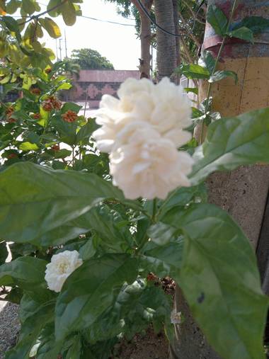 Nadia.karinacopywriter en Hamelin: Flora  (Barranquilla), Jasminum sambac, Flor de Jazmin #jazmin #jazminblanco #flor #flores #sunflowers #flowers #barranq...