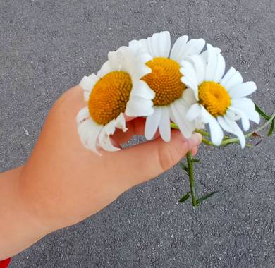 Mariajesussuarez82 en Hamelin: Flora, Flores de mi jardín!!