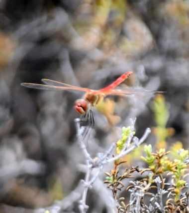 Solerantonio2 en Hamelin: Fauna  (Camino de San Cristóbal), Libelula