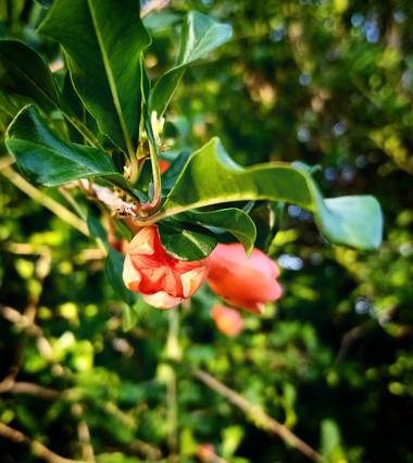 Navarroarevalomariateresa en Hamelin: Flora  (Viesca), Punica granatum, Botón del granado floreciendo!