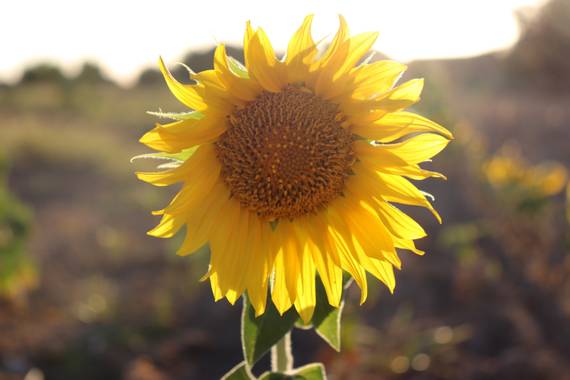 Maria L. en Hamelin: Flora  (Don Benito), Helianthus annuus, #girasol #sunflower 