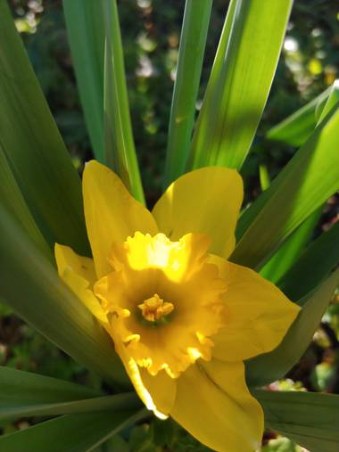 Raquelitacaceres1969 en Hamelin: Flora, Narcissus pseudonarcissus, #Amarillo es lo que luce.