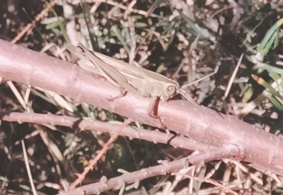 Solerantonio2 en Hamelin: Fauna  (Almería), Saltamontes insecto
