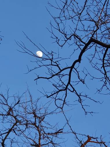 Safari.faby en Hamelin: Paisaje, #moon #luna #ramas 
