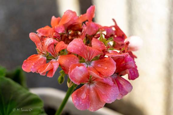 manuel.torres1 en Hamelin: Flora  (El Vendrell), #flora21