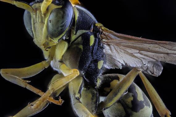 dani-photos en Hamelin: Fauna, #macroextremo #avispa 