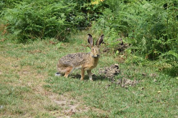 Geriri 10 en Hamelin: Fauna  (Caso)