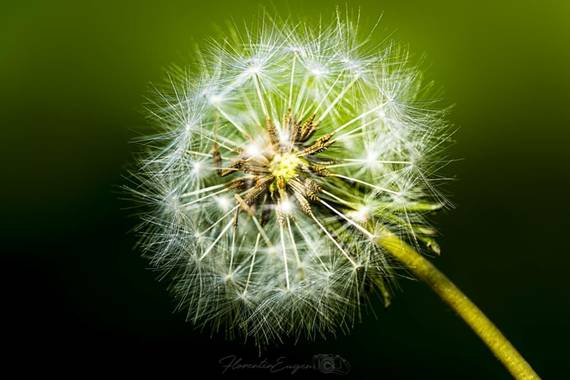 Florentinoeugenio en Hamelin: Flora, #flora21
