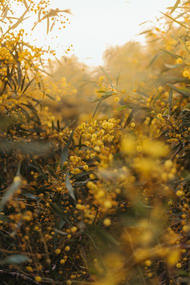 Elenagil.ph en Hamelin: Flora  (Mijas), #arboles #flores #naturaleza #atardecer 