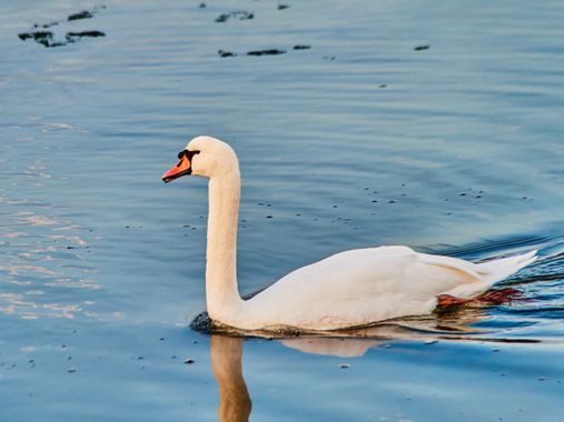 teresazarauza en Hamelin: Fauna  (Vilaboa), Cygnus olor (J.F.Gmelin, 1789), #aves #cisne #salinas 