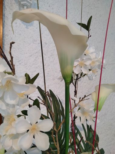 Solerantonio2 en Hamelin: Flora  (Almeria), Planta
