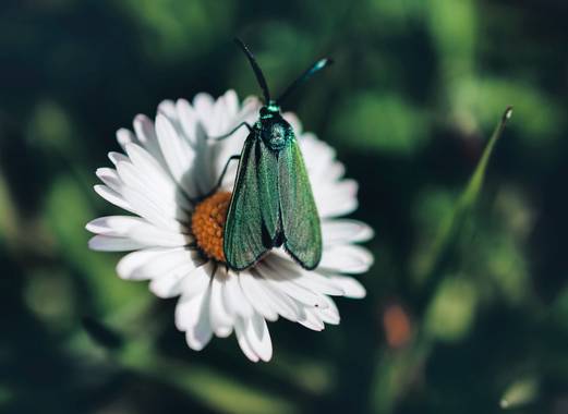 rqsalcedo en Hamelin: Fauna  (Pozuelo de Alarcón), #insectos 