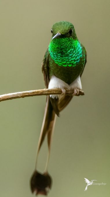 cesar.angel en Hamelin: Fauna  (Palestina), Ocreatus underwoodii, Me encanta la forma como la naturaleza expresa la diversidad del color a través del iridi...