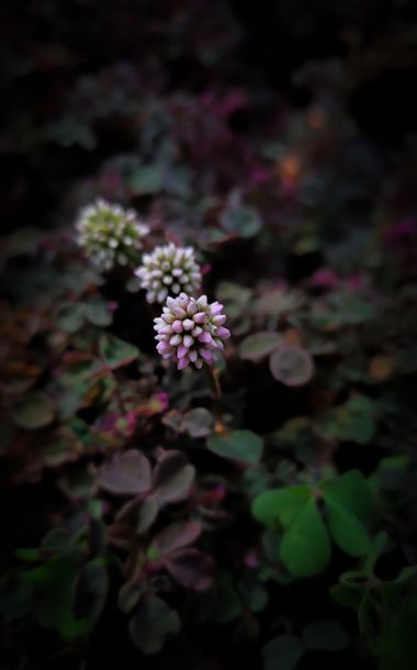 Michael_vinasco en Hamelin: Flora  (Bogotá, D.C.), Persicaria capitata, #flora