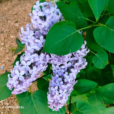 Solerantonio2 en Hamelin: Flora  (Albacete), Syringa vulgaris L., Planta