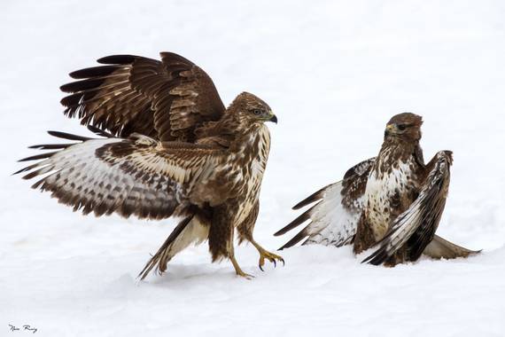 Naia Ruiz en Hamelin: Fauna  (Esteribar), Buteo buteo (Linnaeus, 1758), Busardo Ratonero
#busardoratonero #aves21 #aves 