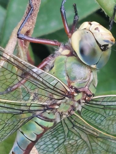 Mpinfante en Hamelin: Fauna, # emperador menor ( libélula ) #invertebrados