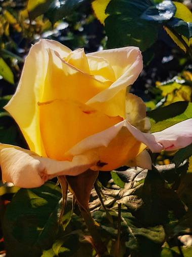 Mpinfante en Hamelin: Flora, Rosa chinensis