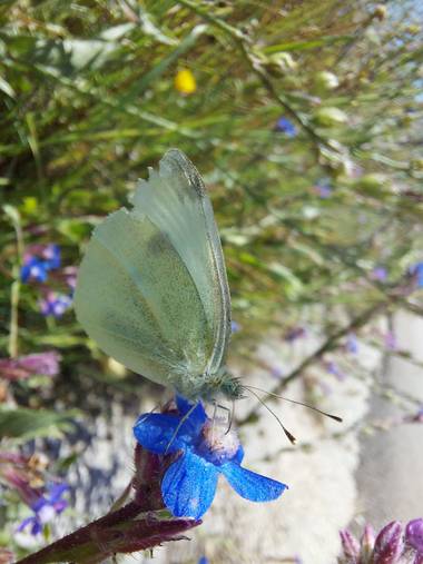 Apasnau75 en Hamelin: Fauna  (Pizarra), ¿Puede ser la mariposa de la Col?