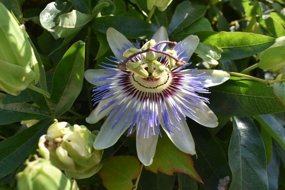 Solerantonio2 en Hamelin: Flora  (Cangas de Onís), Passiflora caerulea, Planta