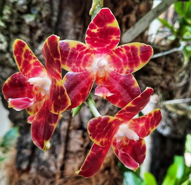 Naomi en Hamelin: Flora  (Estepona), Ansellia africana, #flores#orquídeas#CumpleHamelin