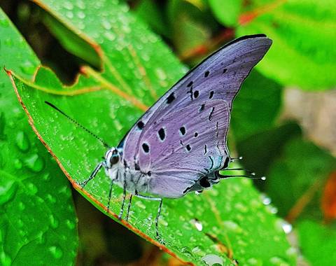 Neilmarquez en Hamelin: Fauna  (Ciudad Jardín), De paseo por el parque he visto esta hermosa mariposa terminando su procesos de crecimiento..Barranquilla C...