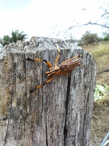 st_anger_888 en Hamelin: Fauna  (Becerril)