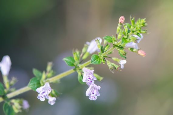 Peremateo en Hamelin: Flora  (Sant Fost de Campsentelles), Clinopodium nepeta, #flower