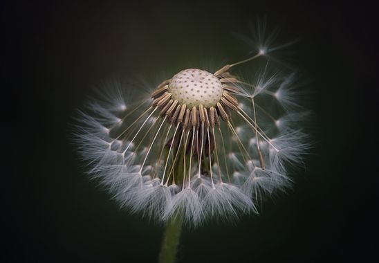 Luiggi73 en Hamelin: Flora  (Priaranza del Bierzo), Taraxacum officinale