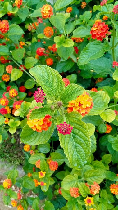 Solerantonio2 en Hamelin: Flora  (Jaén), Lantana aculeata, Planta