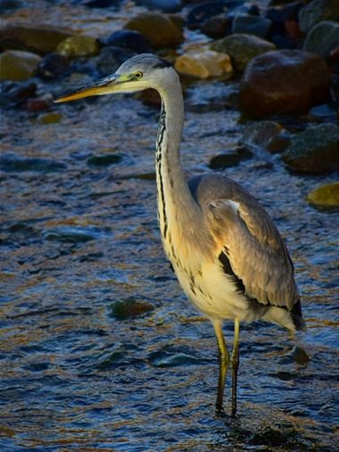 Montseimatges en Hamelin: Fauna, Ardea cinerea Linnaeus, 1758, #aves #