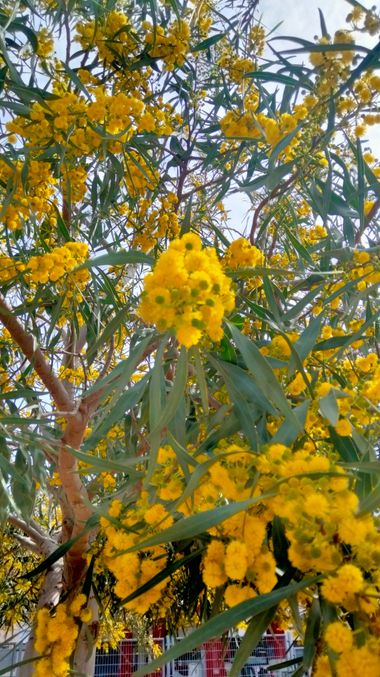 Solerantonio2 en Hamelin: Flora  (Carretera de Níjar - Los Molinos), Planta