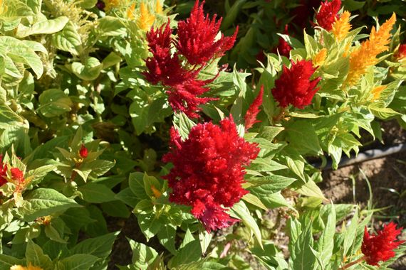 Solerantonio2 en Hamelin: Flora  (Carmona), Celosia argentea, Planta