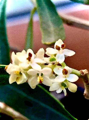 Erikalan9 en Hamelin: Flora  (Sant Cugat del Vallès)