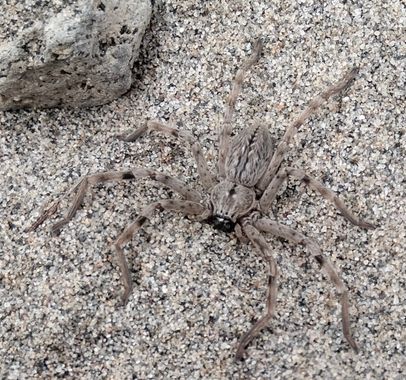 Solerantonio2 en Hamelin: Fauna  (Níjar), Aracnido