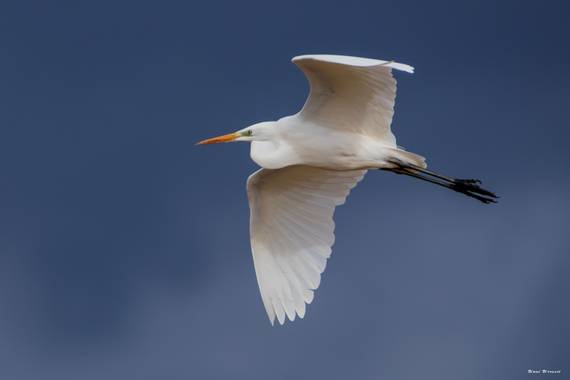 Unai Urresti en Hamelin: Fauna  (Pedernales), Ardea alba Linnaeus, 1758, Garceta grande.

 #aves21 #garcetagrande   #fauna 
